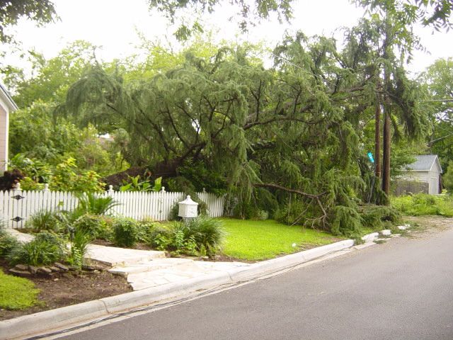 Is Eastern Red Cedar Toxic 
