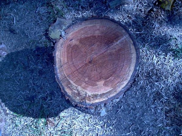 How to Identify Oak Wood Logs 